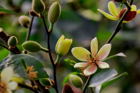 含笑花可以吃嗎|含笑花的功效与作用